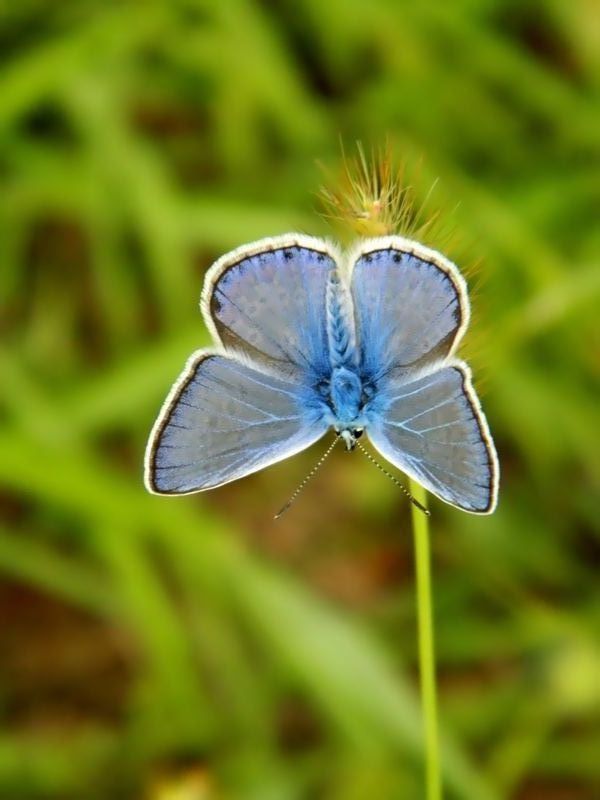 Fiocchetto azzurro